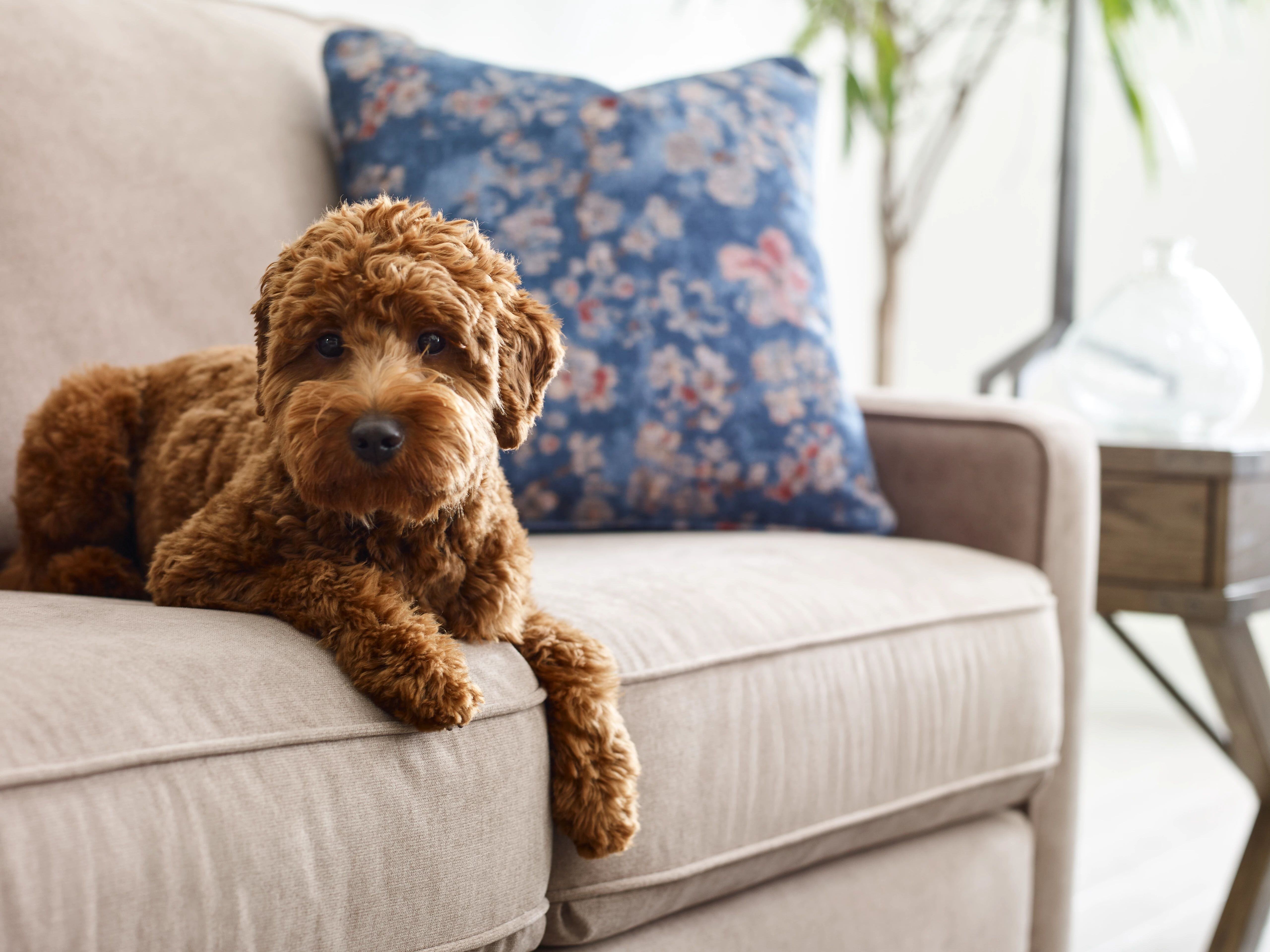 the best types of furniture for pet owners